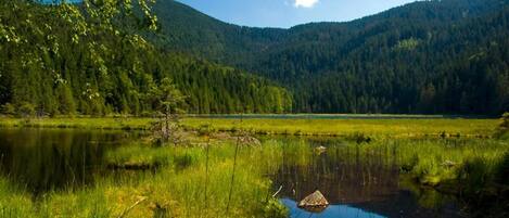 Ein ruhiger See, umgeben von dichtem Wald und Hügeln.