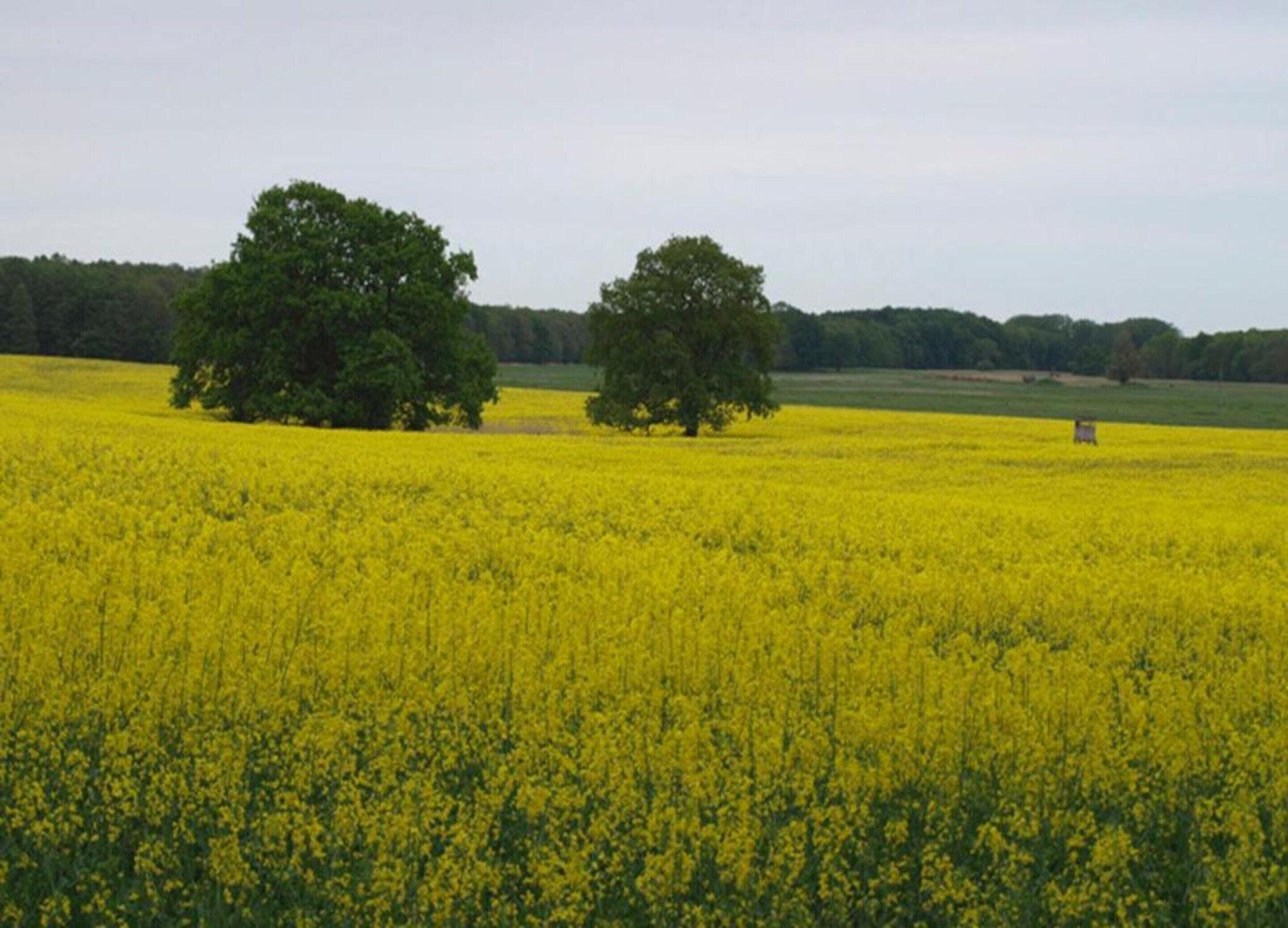 A field of yellow flowers with two large trees in the distance.