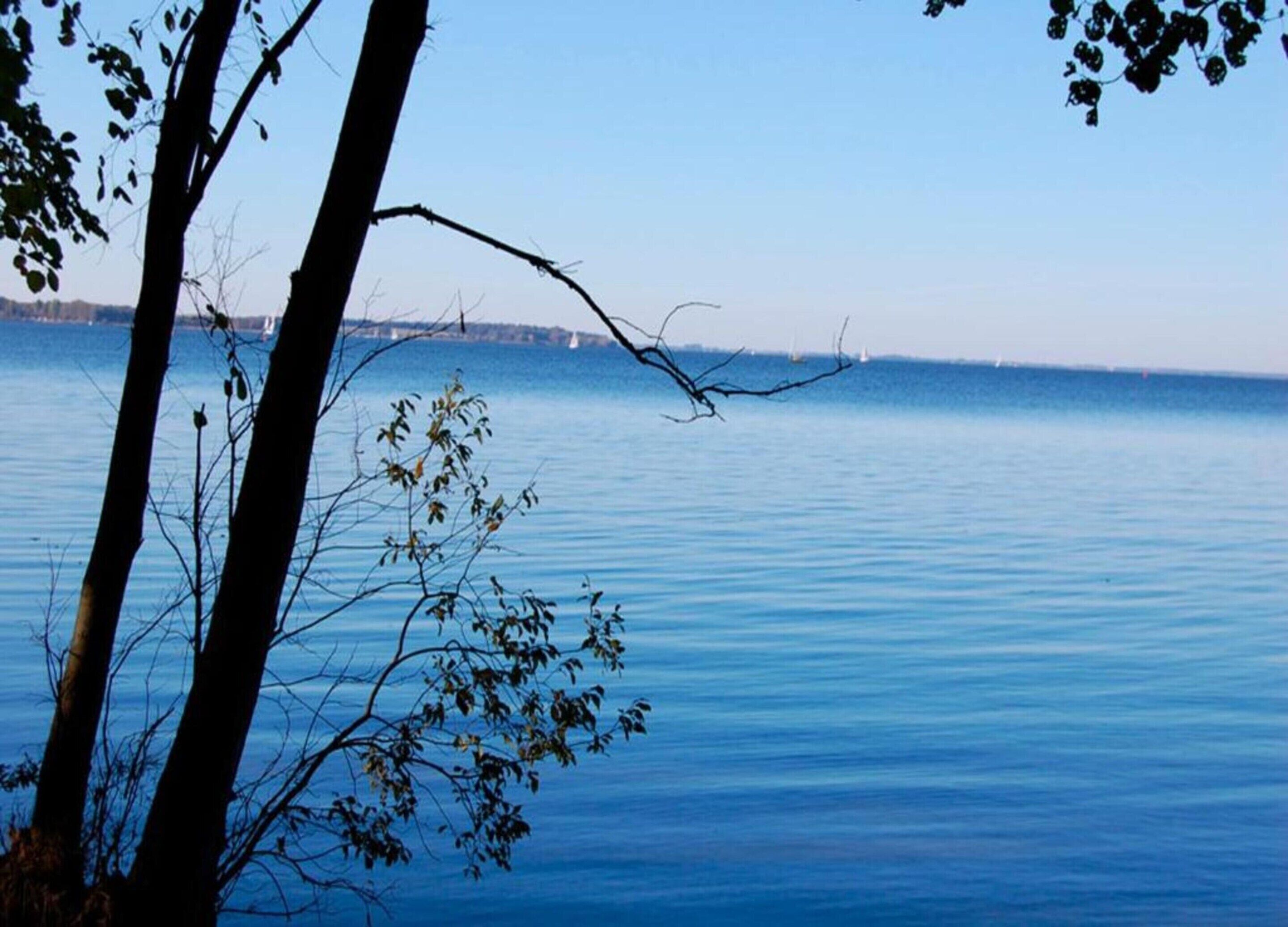 Ein ruhiger See mit Bäumen im Vordergrund und einer entfernten Uferlinie.