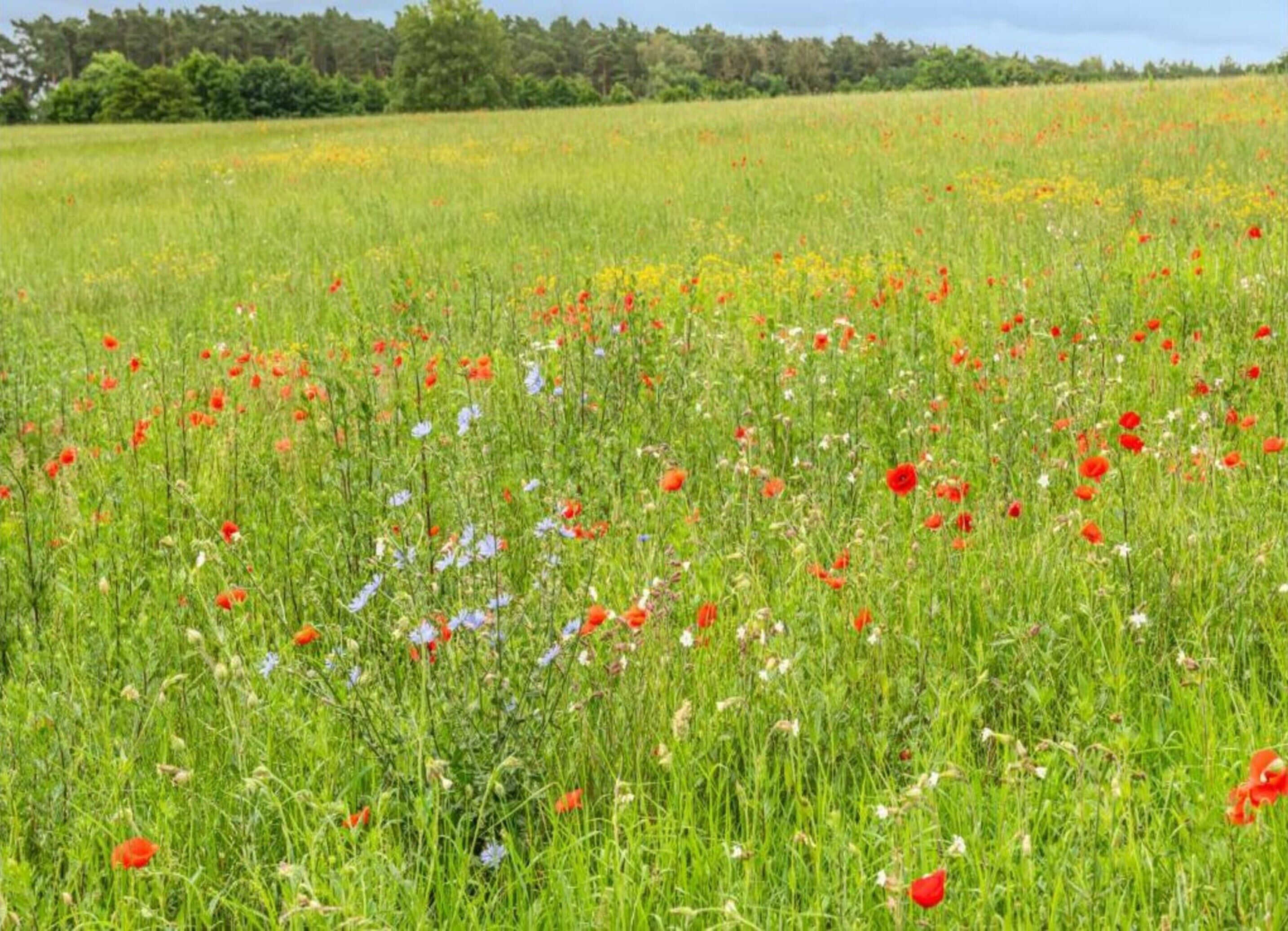 A field with various wildflowers and green grass.
