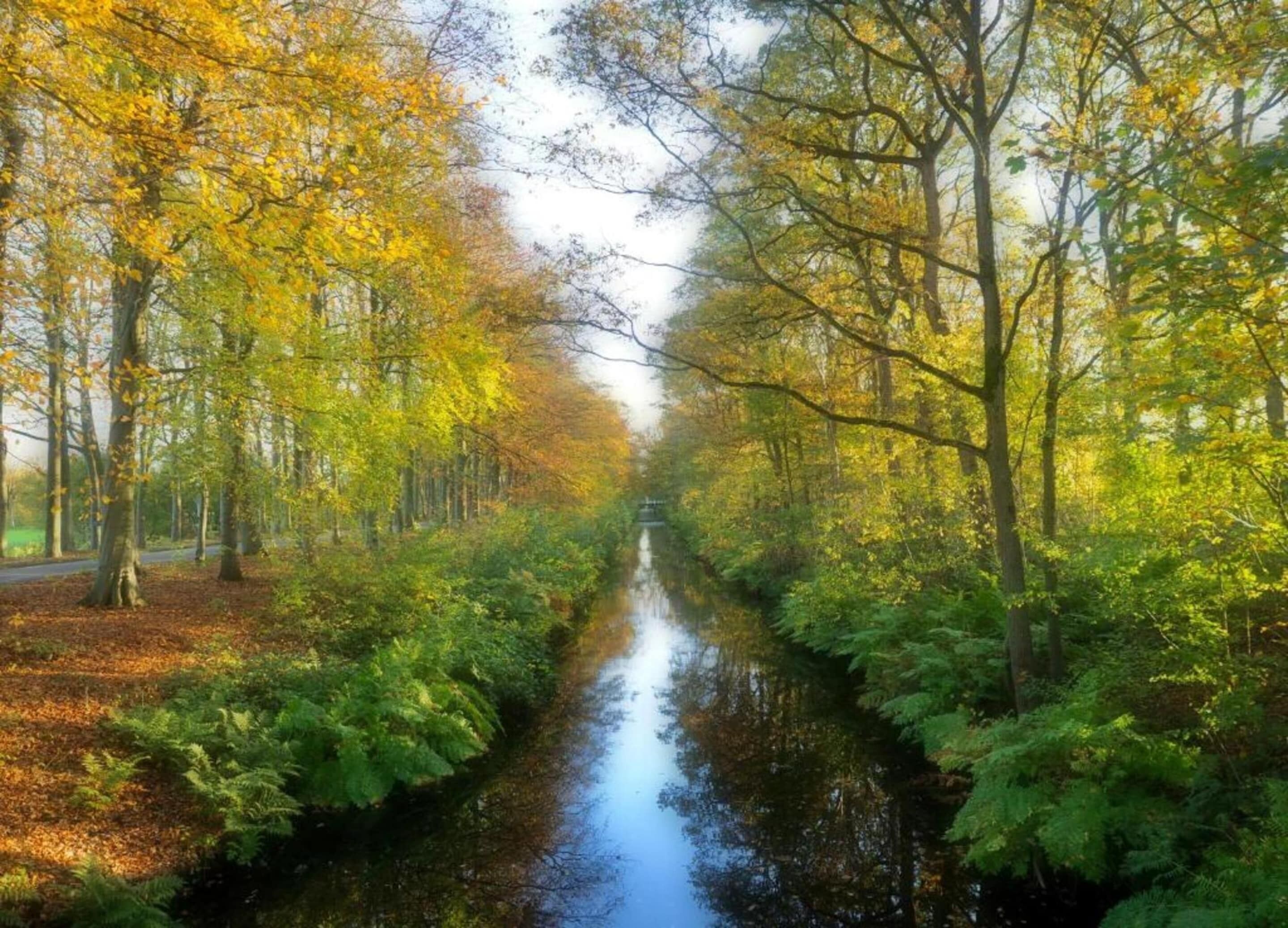 A narrow waterway flanked by trees with yellow leaves, surrounded by greenery.