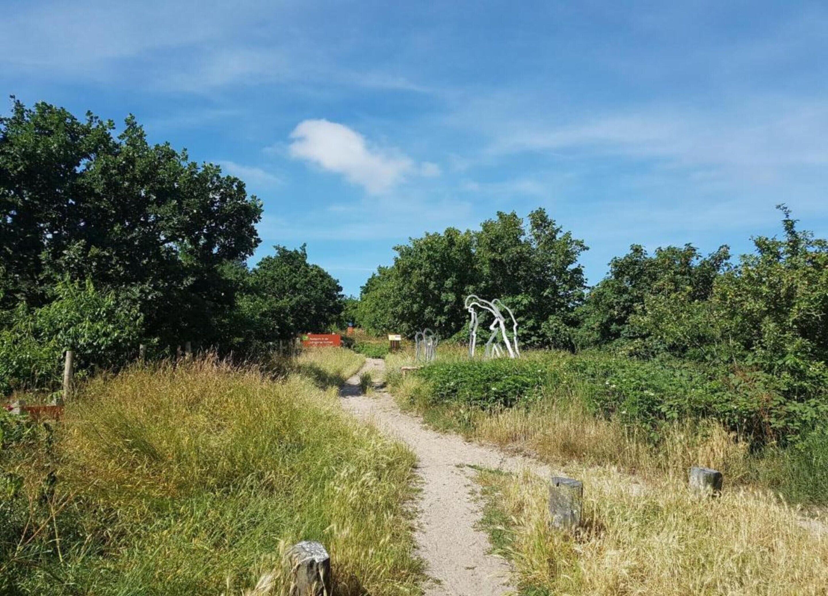 Een onverhard pad dat door een bebost gebied loopt, met bomen en struiken aan weerszijden.