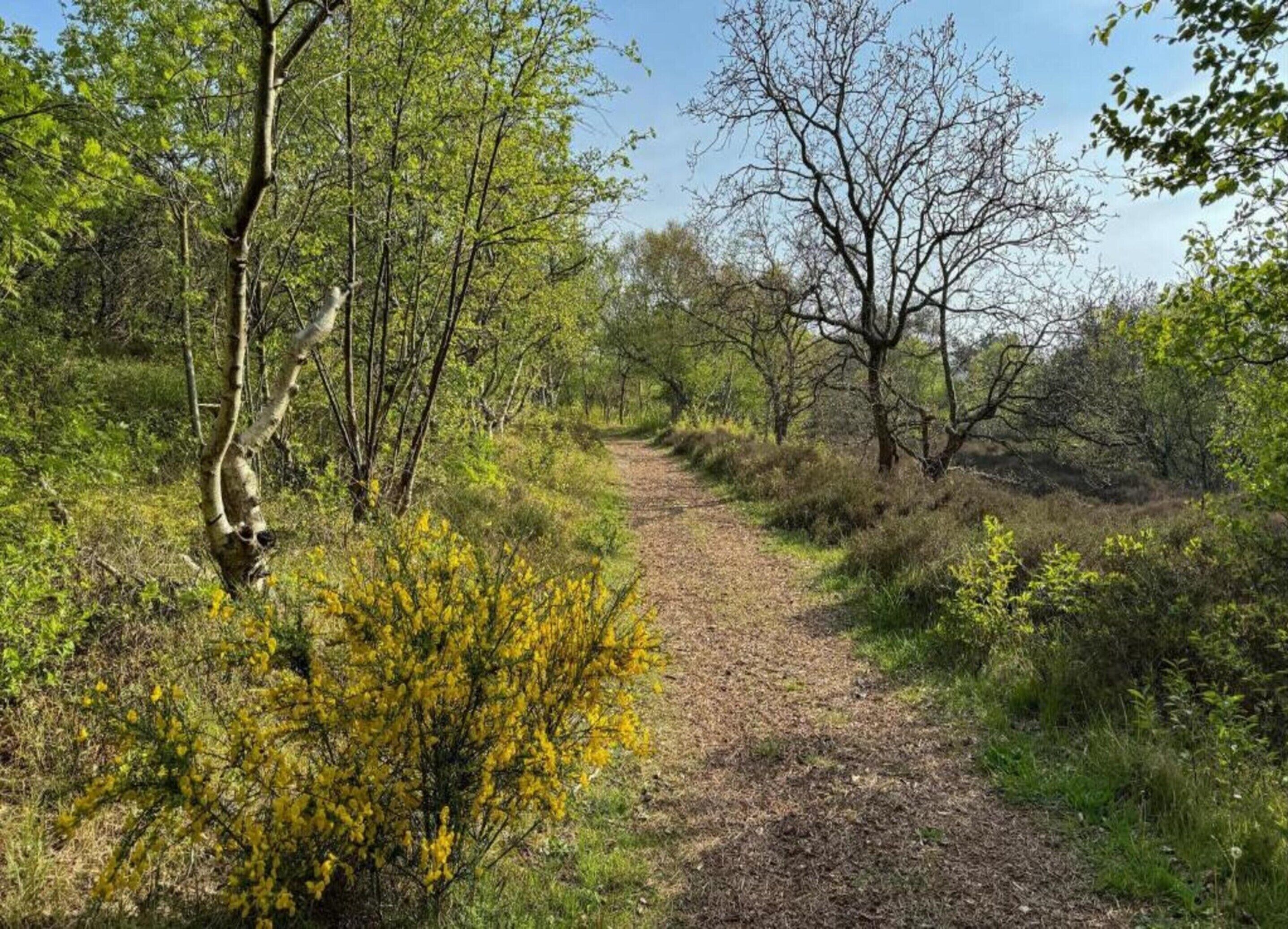 Un sentier naturel bordé d’arbres et d’arbustes.