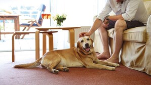 A person sitting on a couch with a dog lying in front of them. - Apartment in Granzow Near the Lake (Mirow)