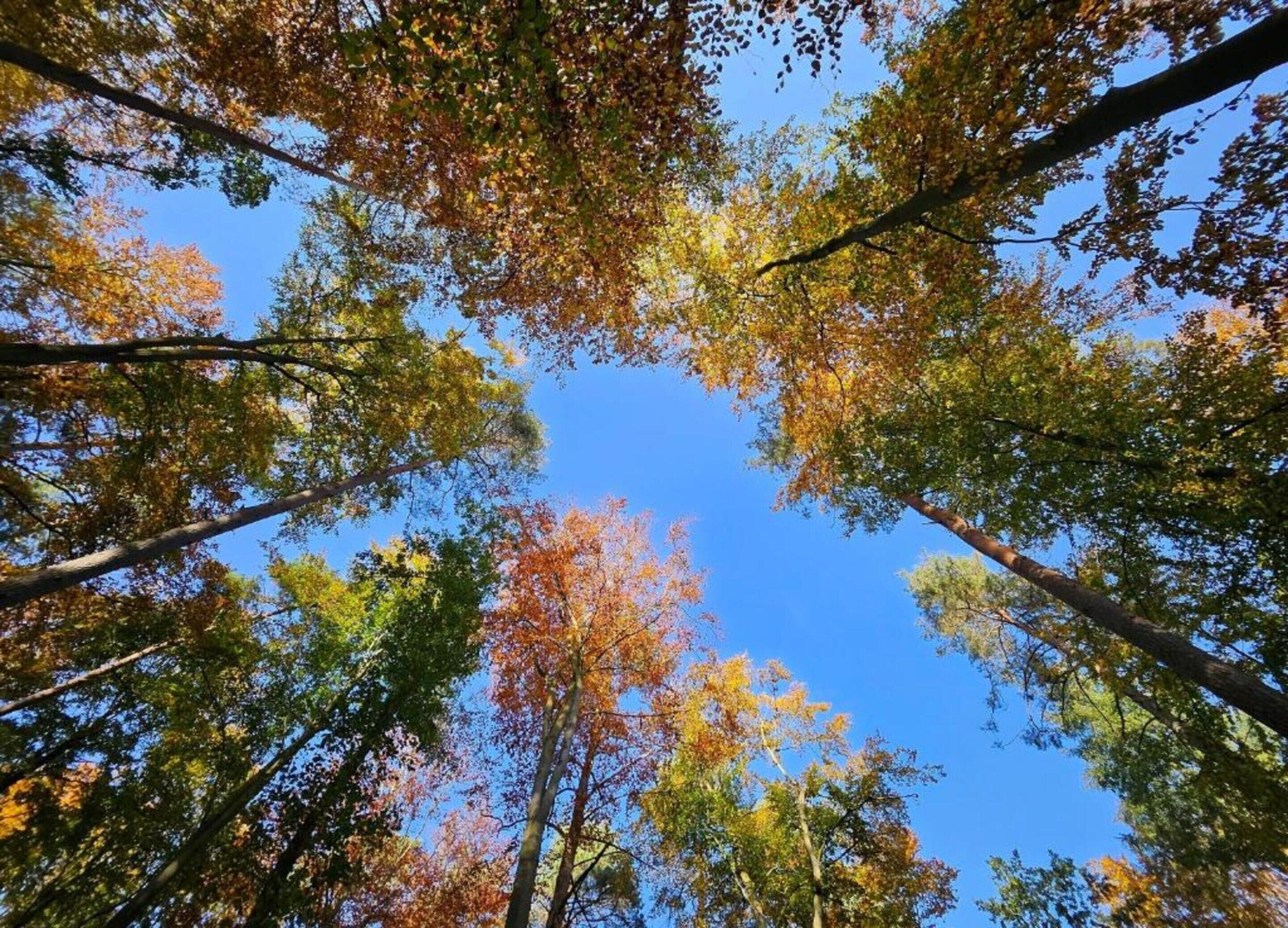A forest view with tall trees and a clear blue sky.