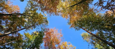 A forest view with tall trees and a clear blue sky.