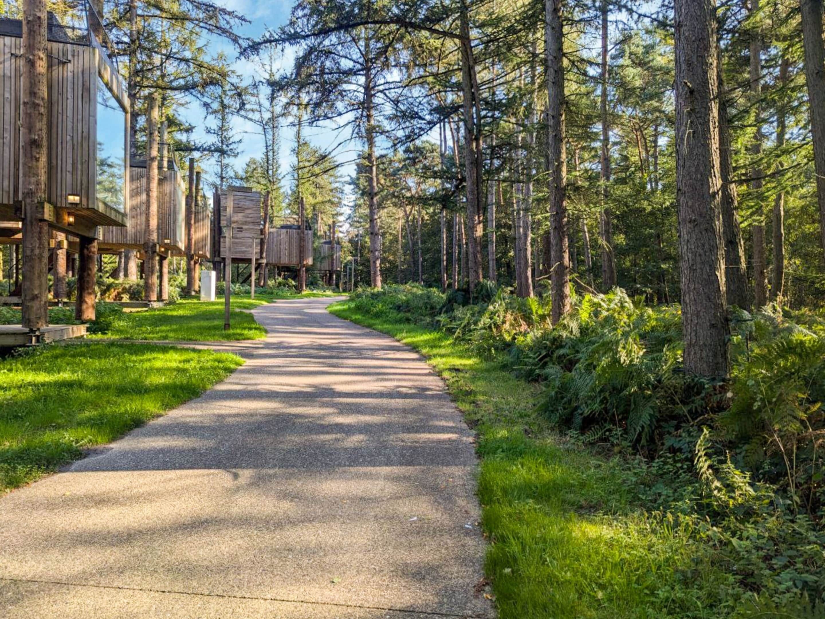 A forest path leading to wooden structures with elevated platforms, surrounded by tall trees and greenery.