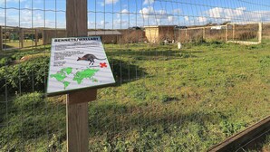 A signboard with information about Bennets/Wallaby, including a map and a picture of a Bennet's Wallaby. - Stunning Cabin in Camping Resort (Lokken)