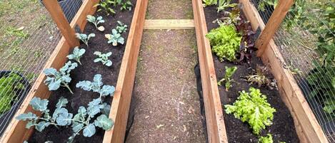 A wooden raised garden bed with various vegetables growing in it.