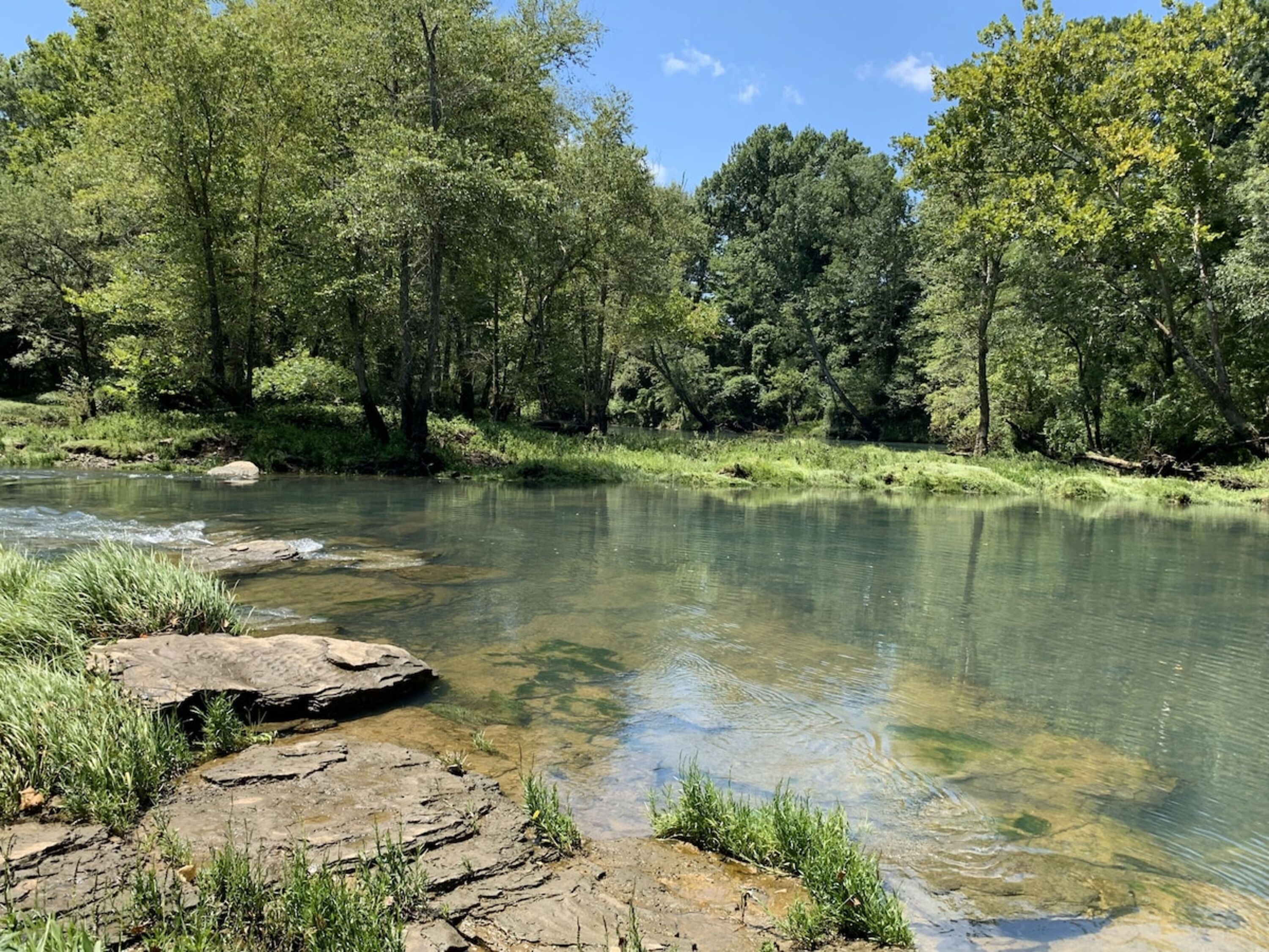 Un río cristalino rodeado de frondosos árboles verdes.