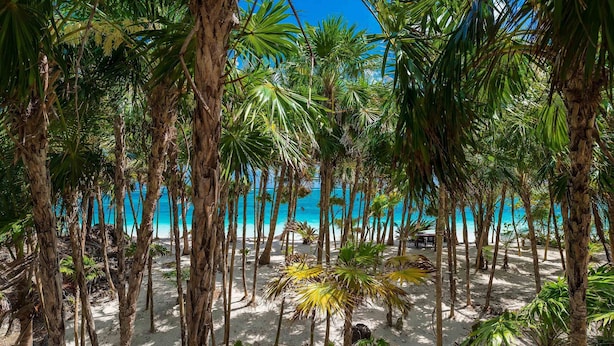 Una playa con palmeras y un cielo azul despejado.