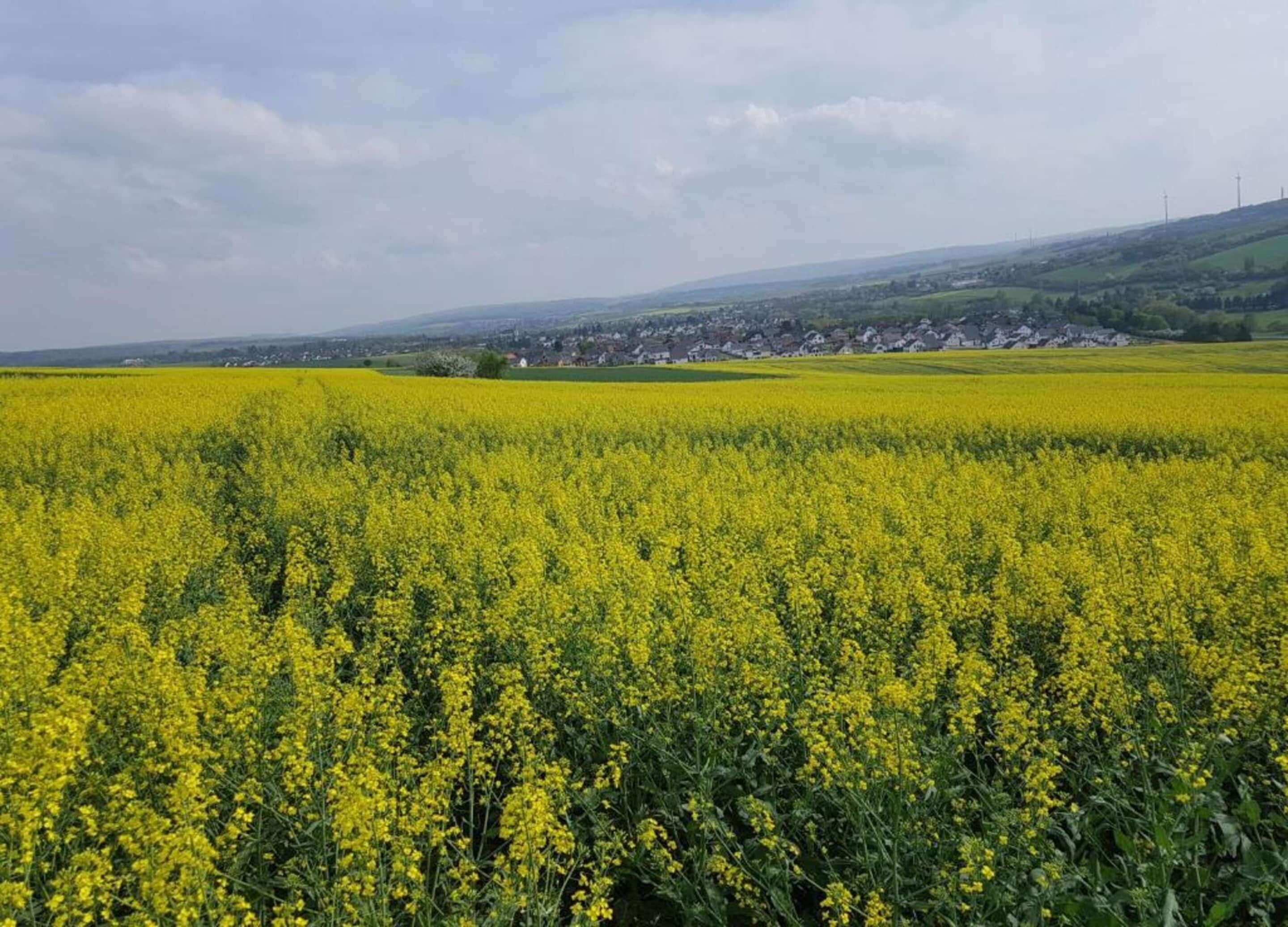 Een uitgestrekt veld met gele bloemen, waarschijnlijk koolzaad, met een dorp verderop en glooiende heuvels op de achtergrond.