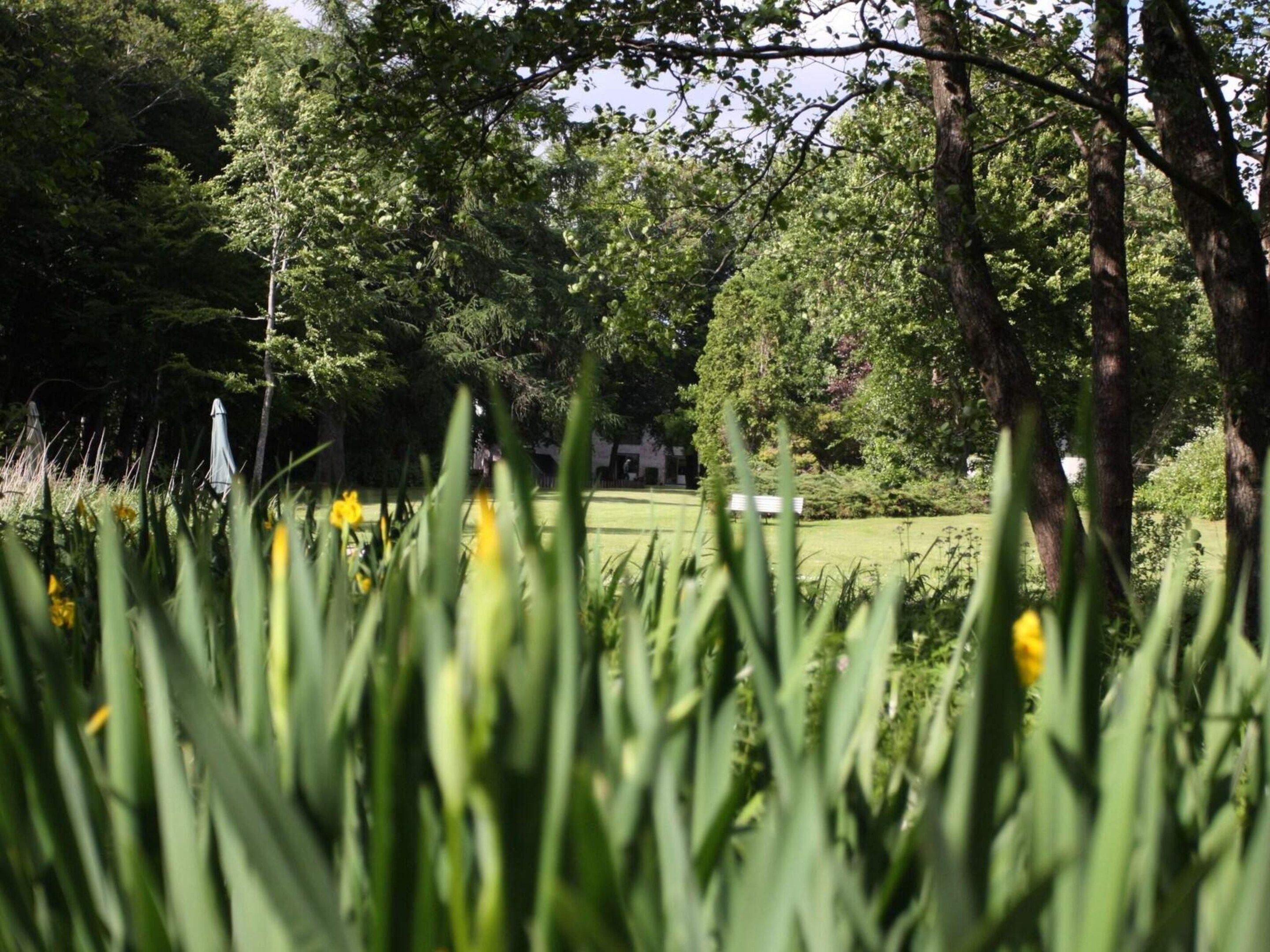 A lush garden with tall grass and yellow flowers, surrounded by trees and a building in the background.