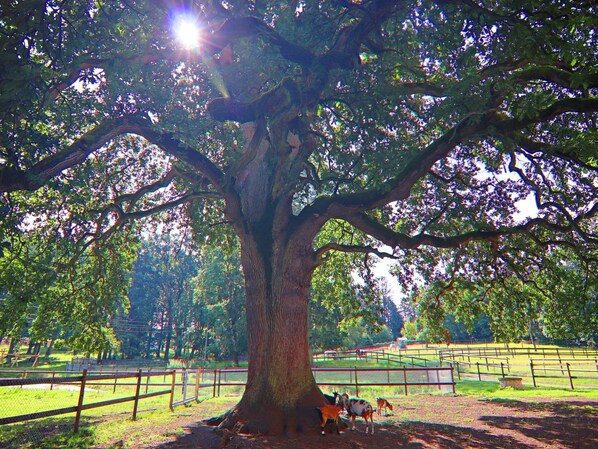 Un grand arbre à l’écorce épaisse et aux branches luxuriantes, entouré d’une zone délimitée par une clôture et recouverte d’herbe.