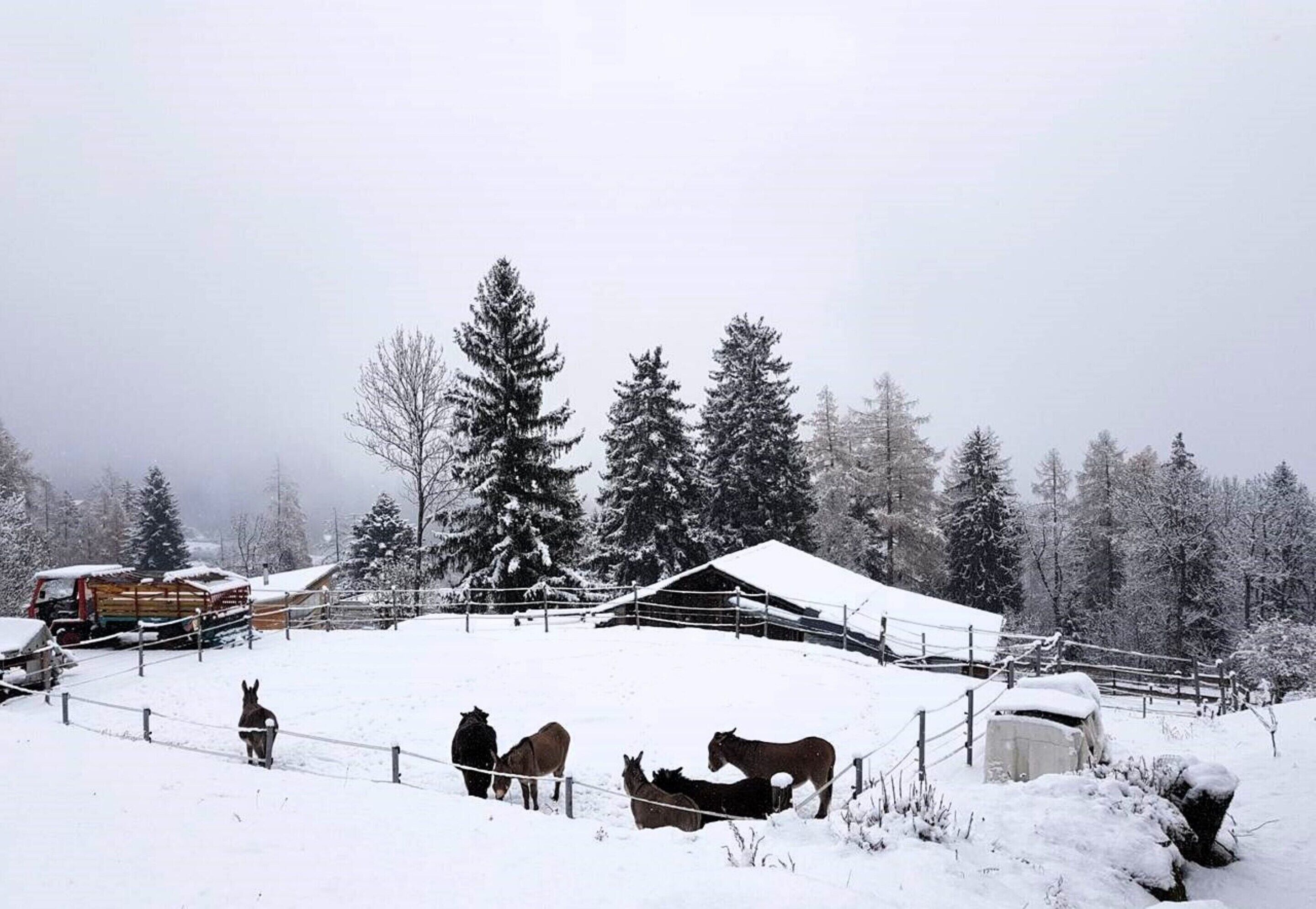 Schneebedeckte Landschaft mit einem eingezäunten Gelände, das Pferde, eine Holzhütte und einen Lastwagen zeigt.