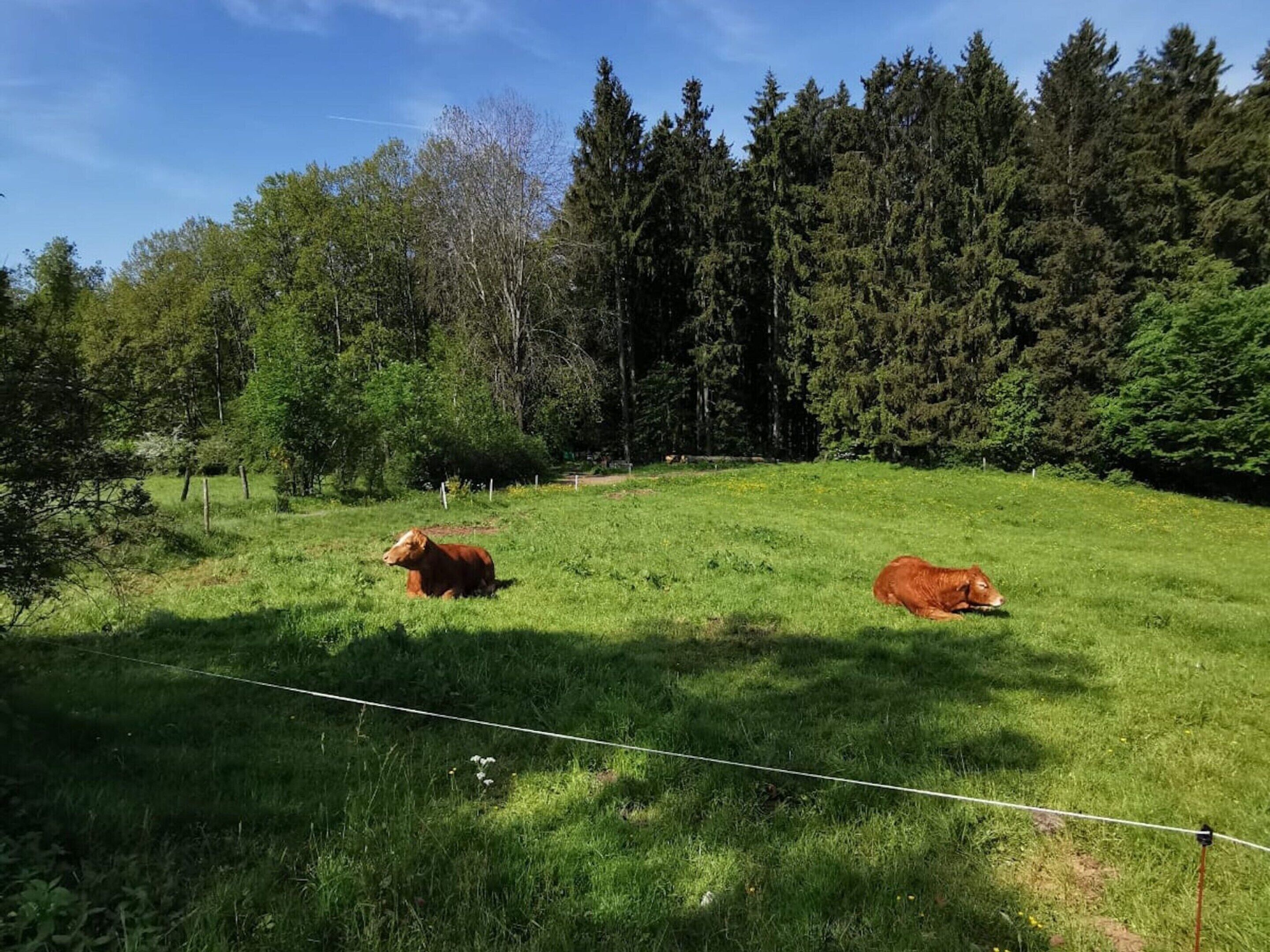 Un champ herbeux avec deux vaches et une forêt en arrière-plan.