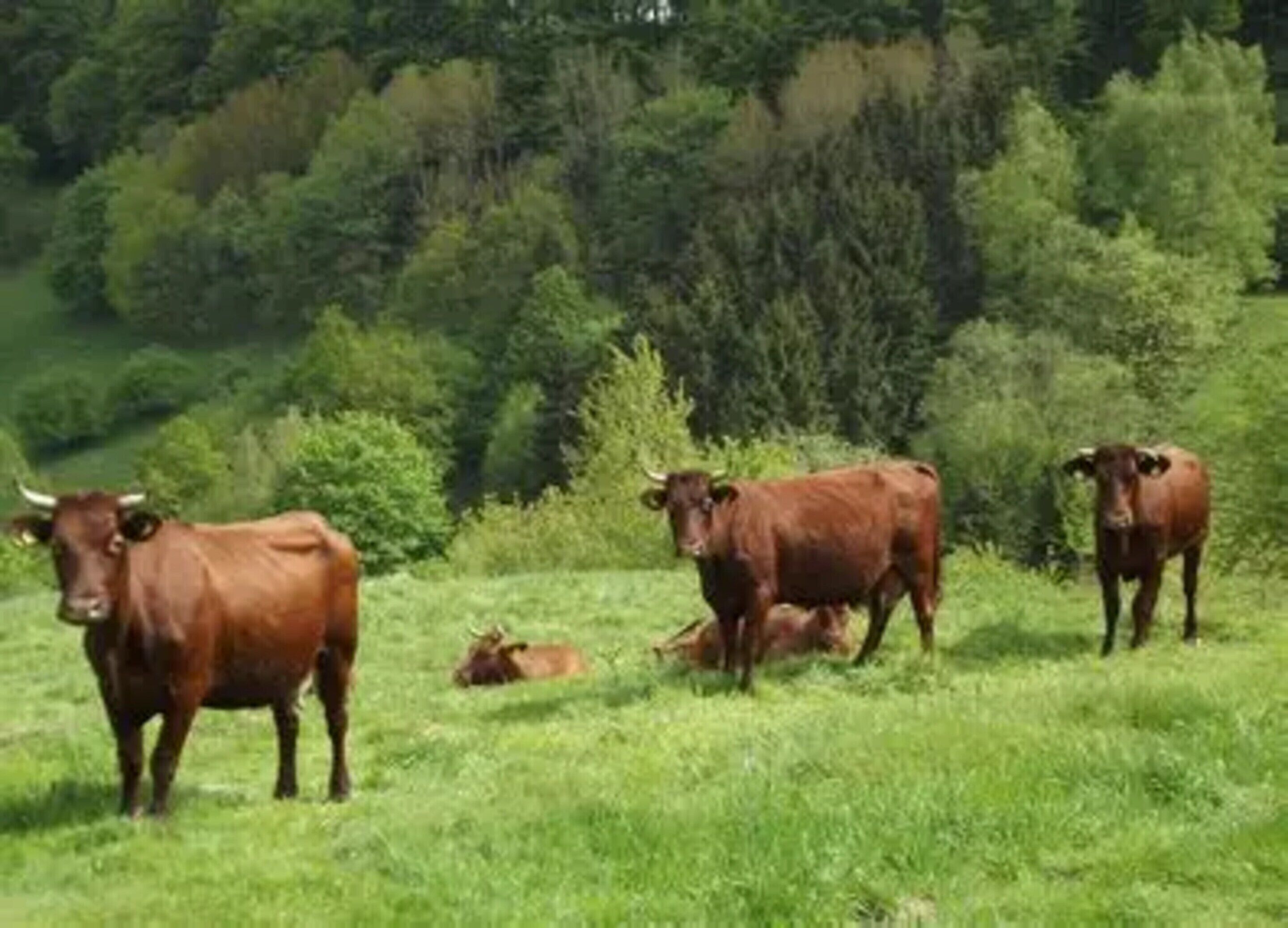 A grassy field with three cows and a bull.