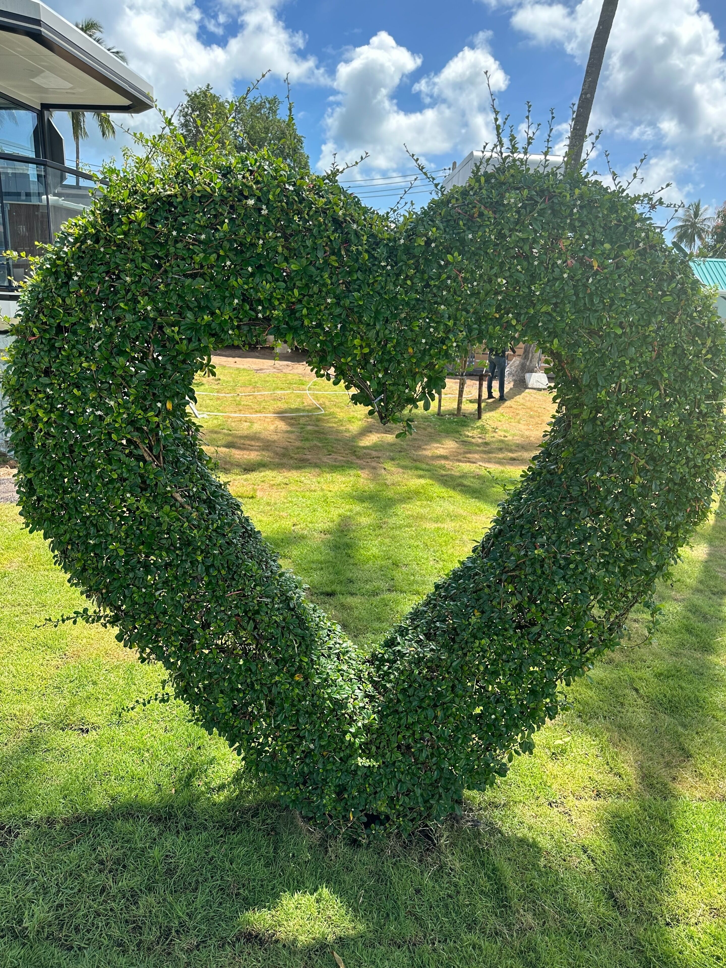 Seto con forma de corazón en un parque, con un edificio al fondo.