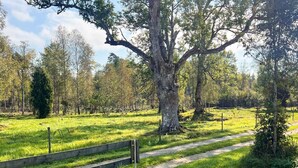 A fenced grassy area with a dirt path, surrounded by trees. - 4 Person Holiday Home in Tingsryd (Tingsryd)
