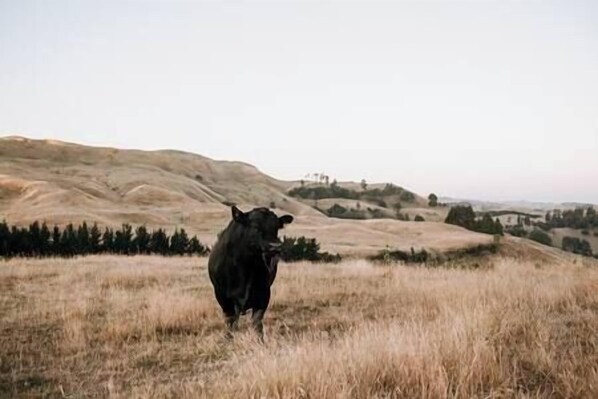 Una vaca en un campo de hierba con colinas onduladas al fondo.