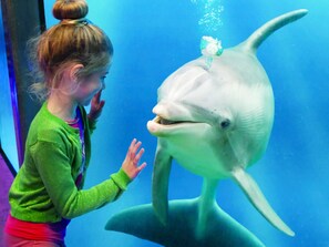A person interacting with a large marine animal in an aquarium setting.