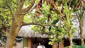 Une terrasse en bois, agrémentée de meubles en osier, entourée d’une végétation tropicale et surmontée d’une structure à toit de chaume.
