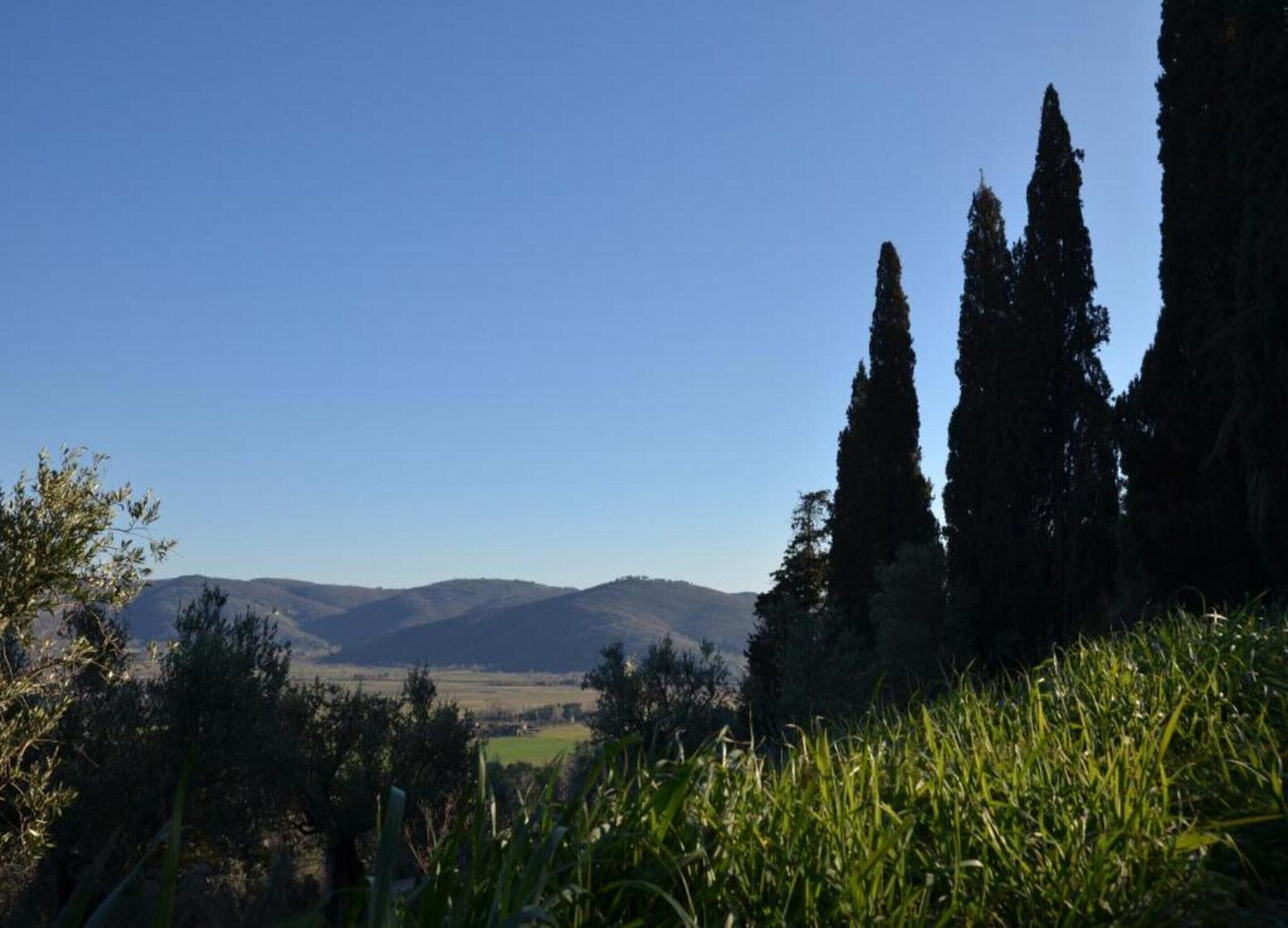 A landscape with tall cypress trees, a clear blue sky, and distant hills.
