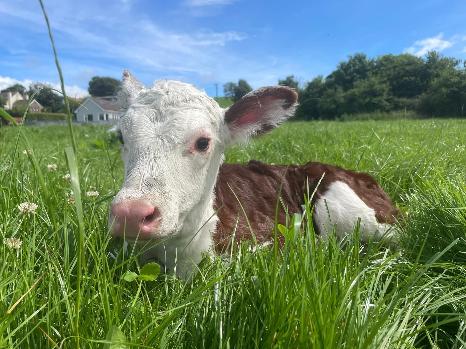 Una mucca sdraiata in un prato erboso, con cielo sereno e case sullo sfondo.