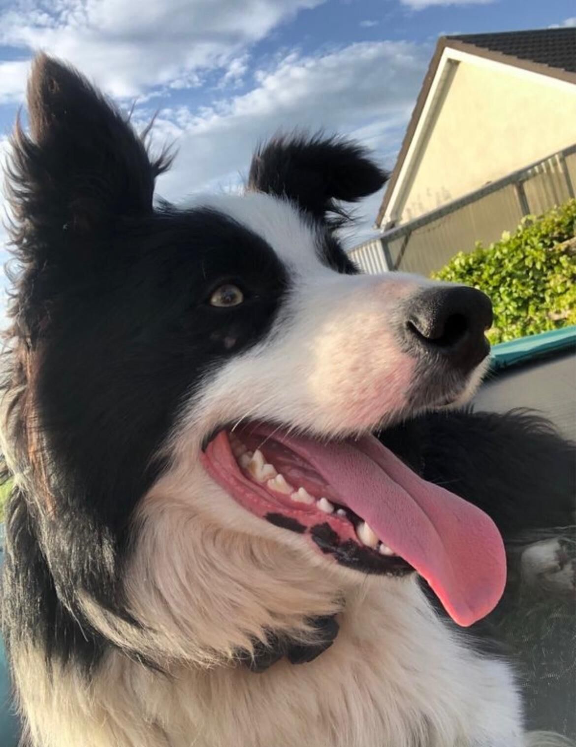 Primer plano de un perro blanco y negro con expresión alegre.