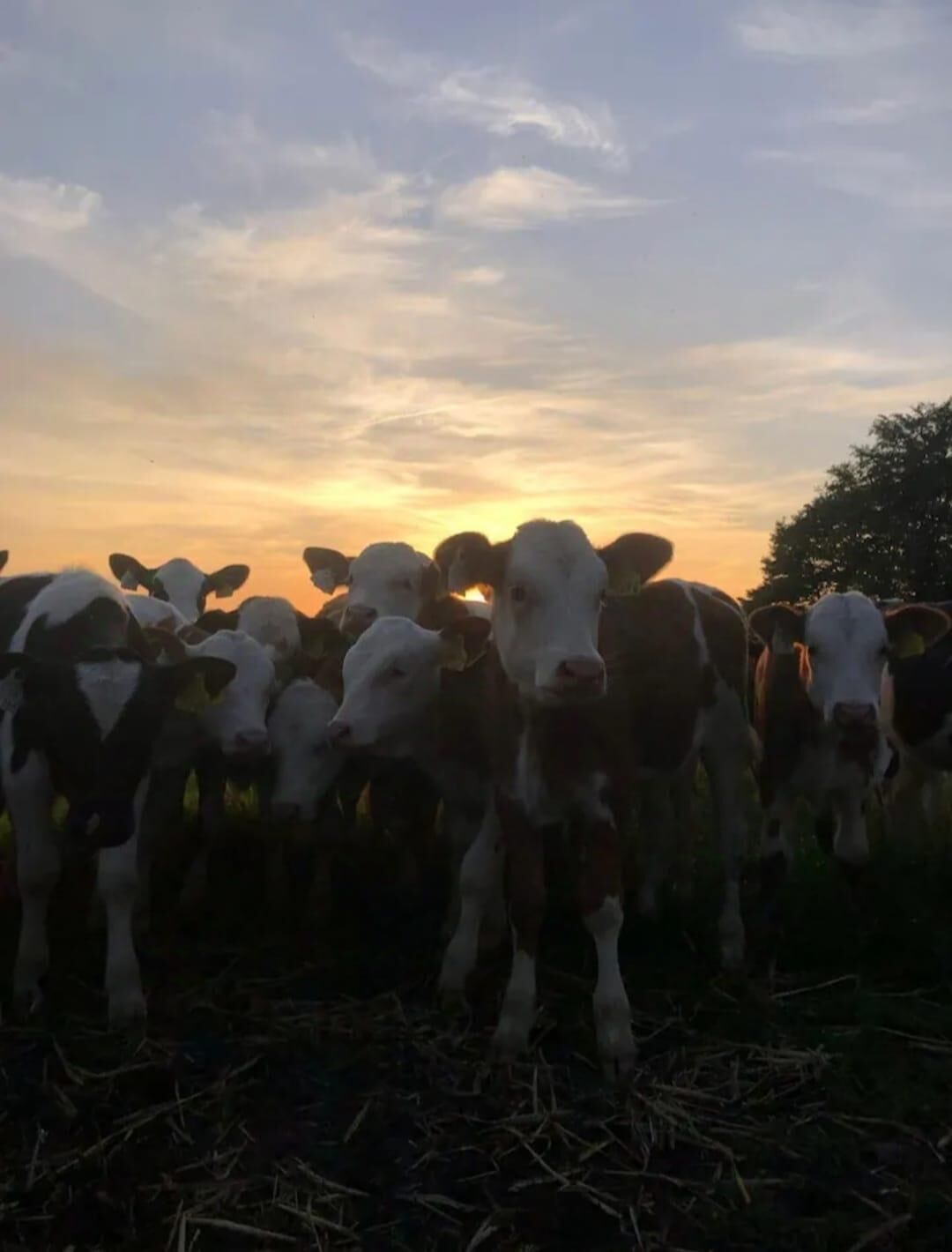 Um grupo de vacas em um campo durante o pôr do sol.