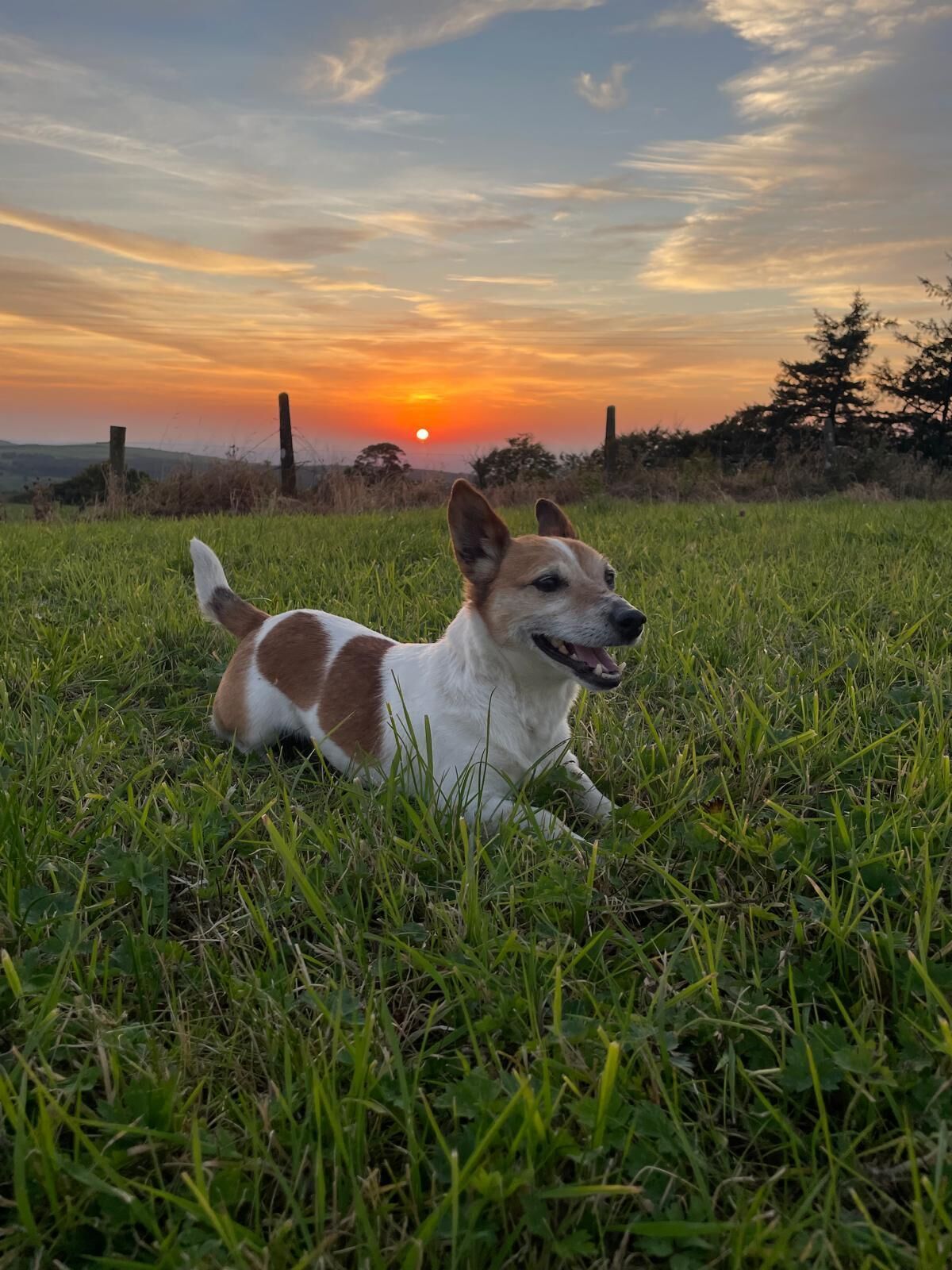 Een hond ligt in een grasveld, met een zonsondergang op de achtergrond.
