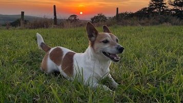 Een hond ligt in een grasveld, met een zonsondergang op de achtergrond.
