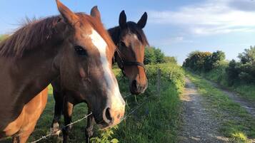 Deux chevaux se trouvent près d’un chemin de gravier, entourés de verdure.