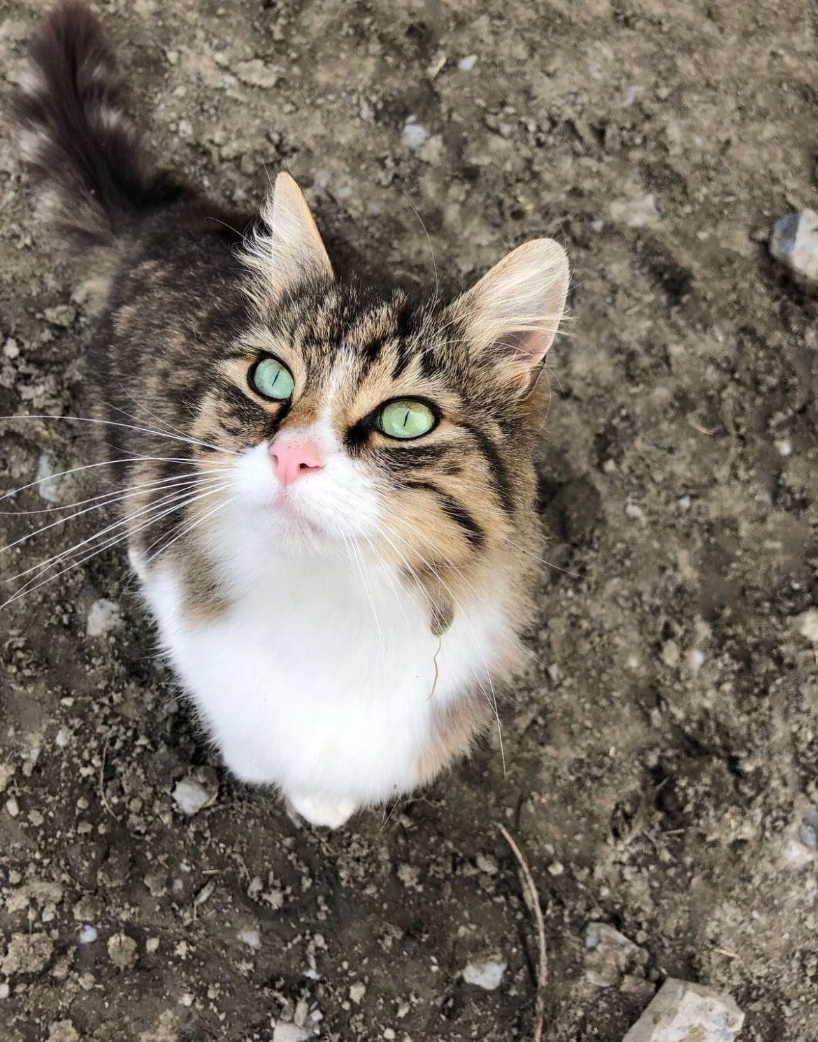 Primer plano de un gato de ojos verdes y pecho blanco, mirando hacia la cámara.