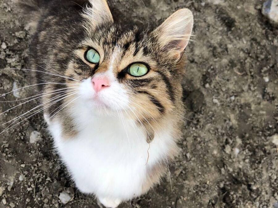 Primer plano de un gato de ojos verdes y pecho blanco, mirando hacia la cámara.