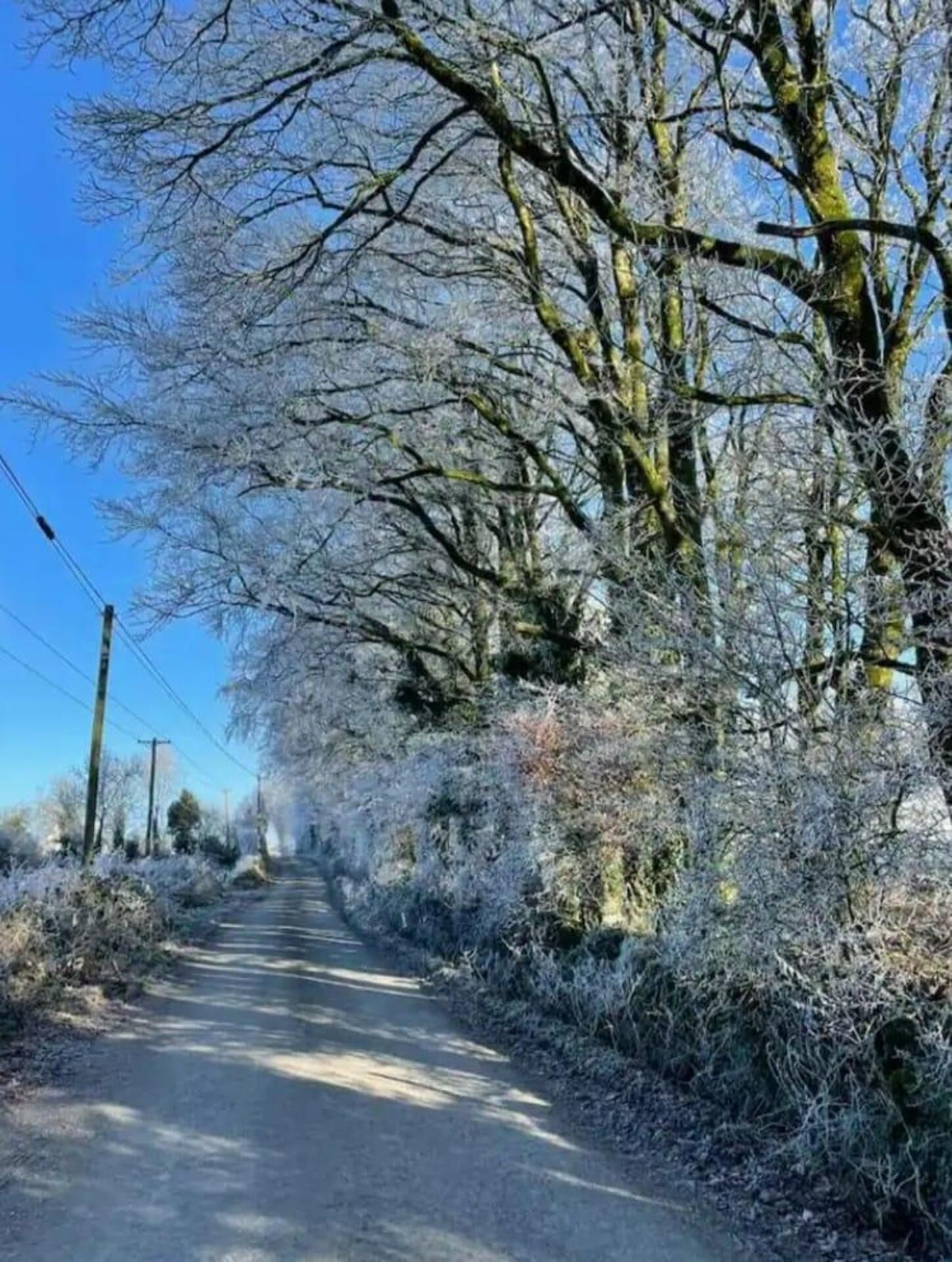 A rural road flanked by leafless trees and frosty vegetation, indicating a cold season.