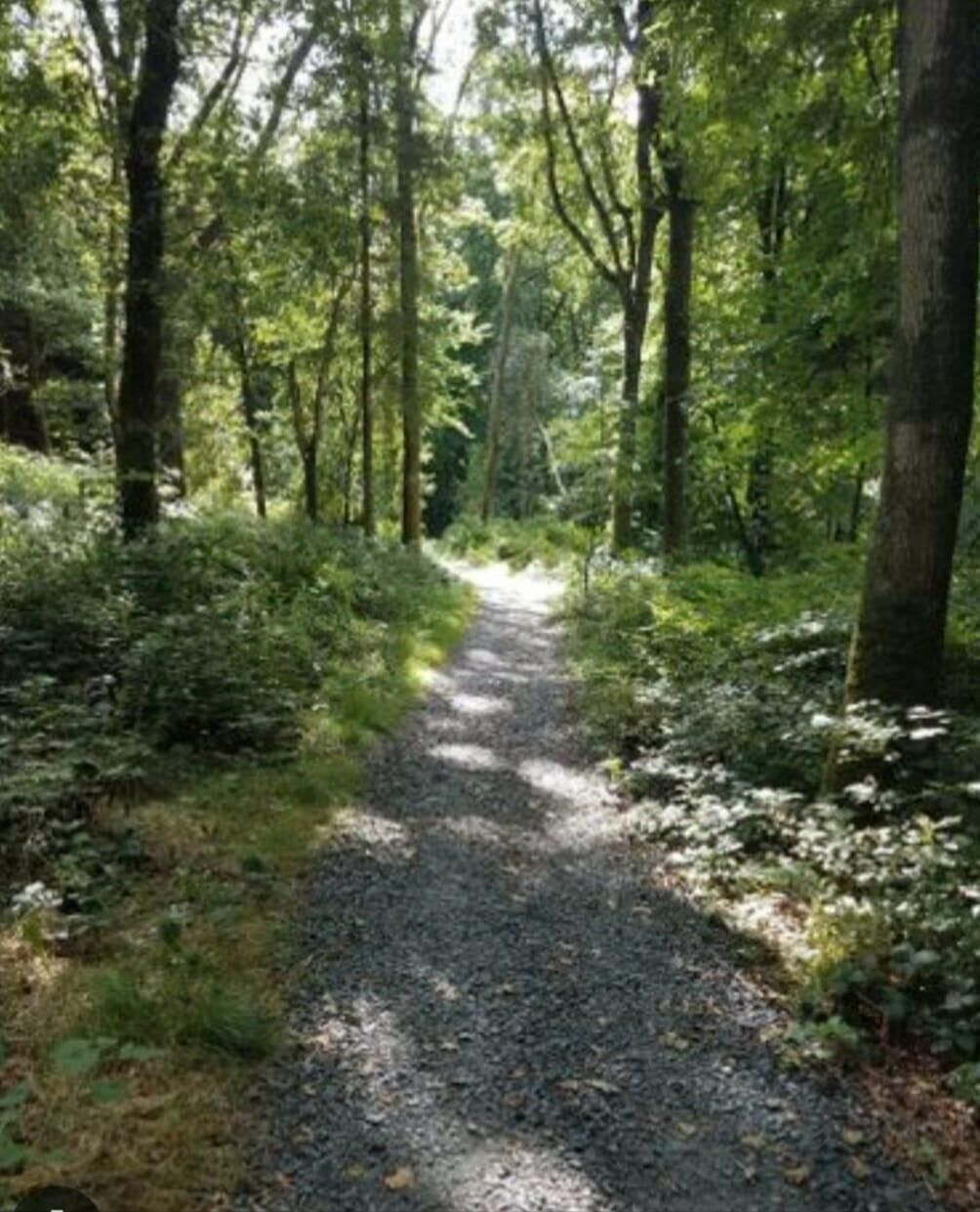 A forest path with trees on both sides.
