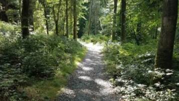 A forest path with trees on both sides.