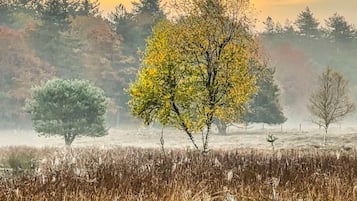 Paisatge brumós amb un arbre destacat al primer pla i diversos arbres al fons.