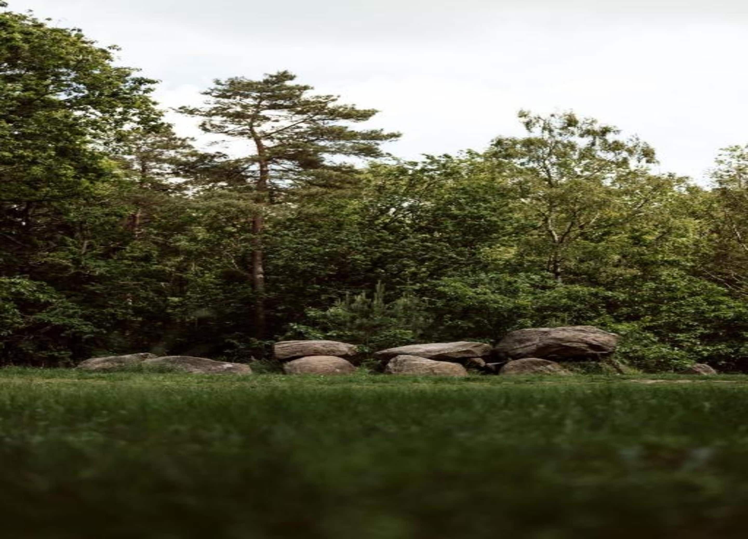 Paisaje natural con un primer plano herboso, un grupo de rocas grandes y árboles verdes frondosos al fondo.