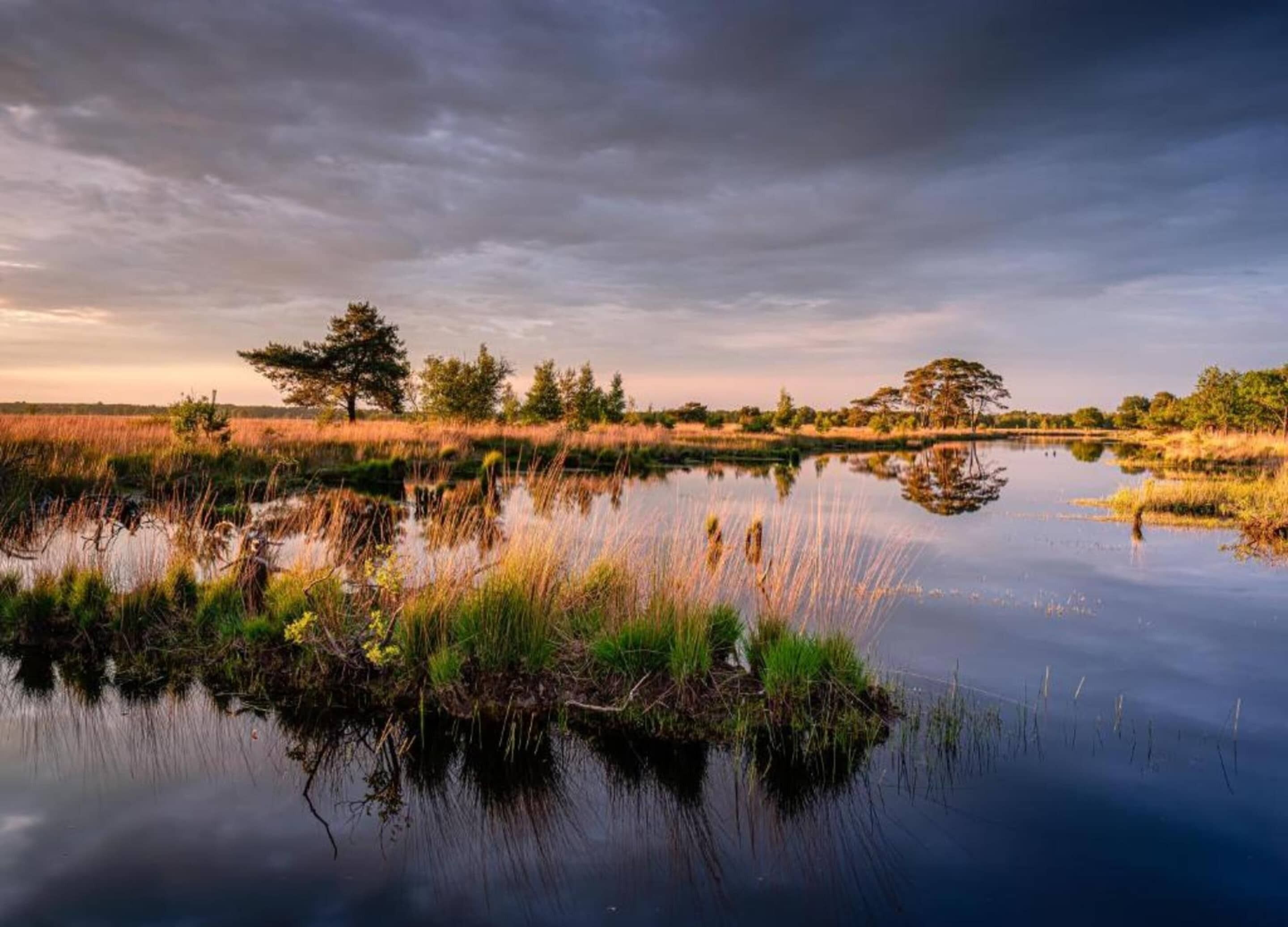 A calm water body with surrounding vegetation and trees.
