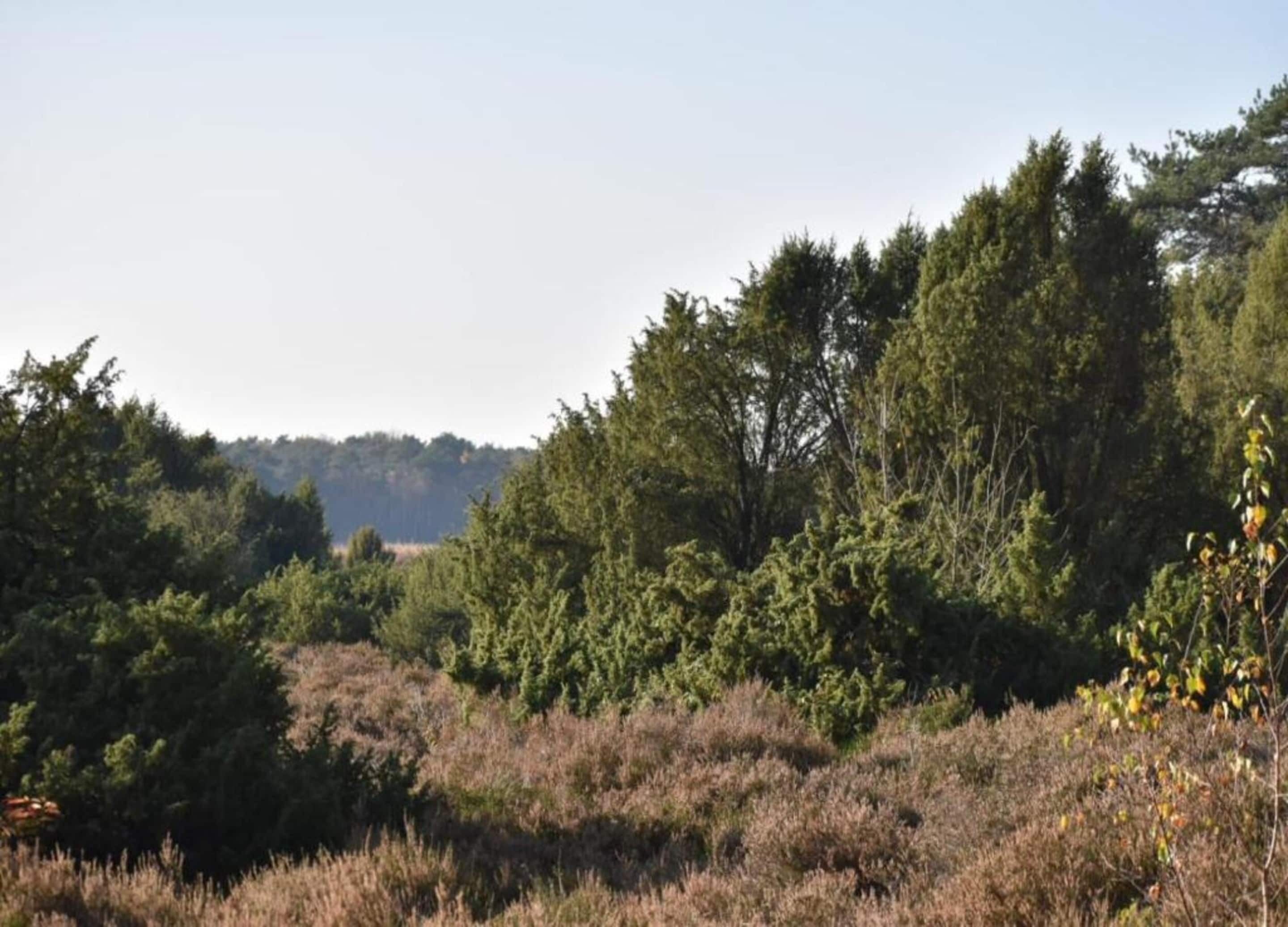 A natural landscape with dense trees and shrubs.