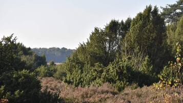 A natural landscape with dense trees and shrubs.