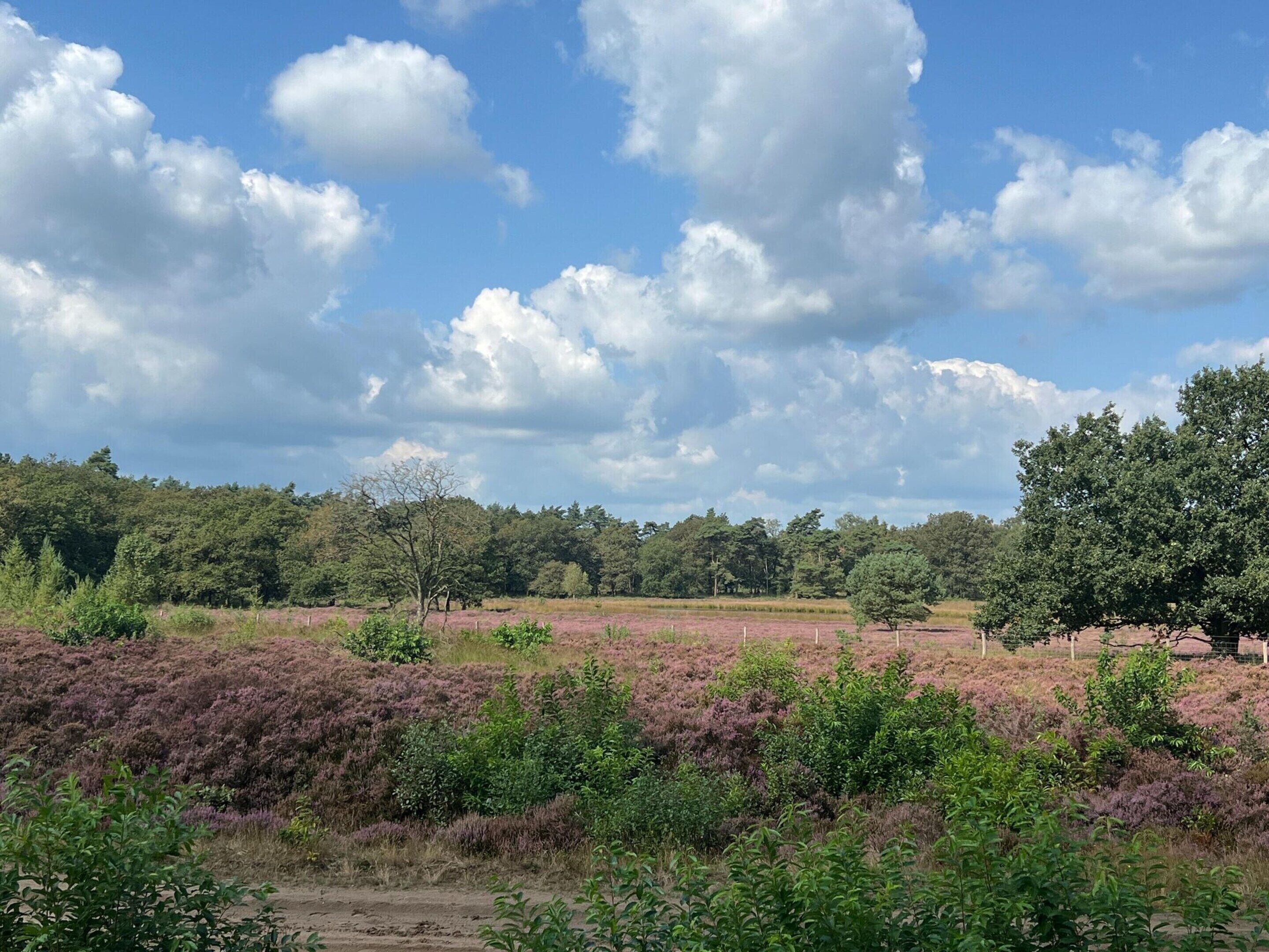 Eine Landschaft mit Heide, Bäumen und blauem Himmel.