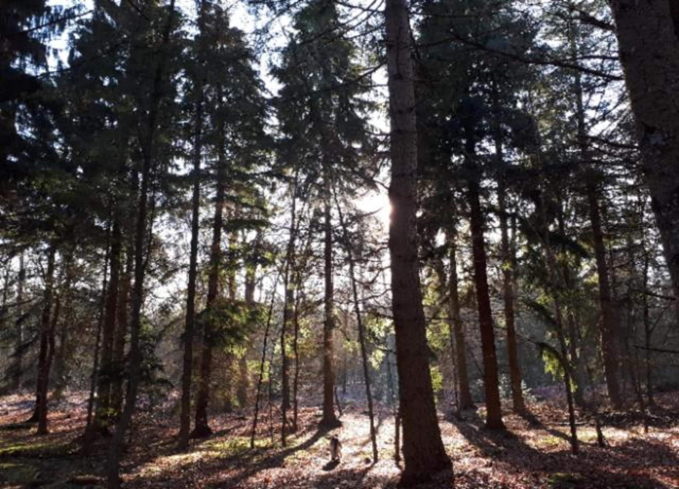 Une forêt dense, avec de grands arbres et la lumière du soleil qui filtre à travers les feuilles.