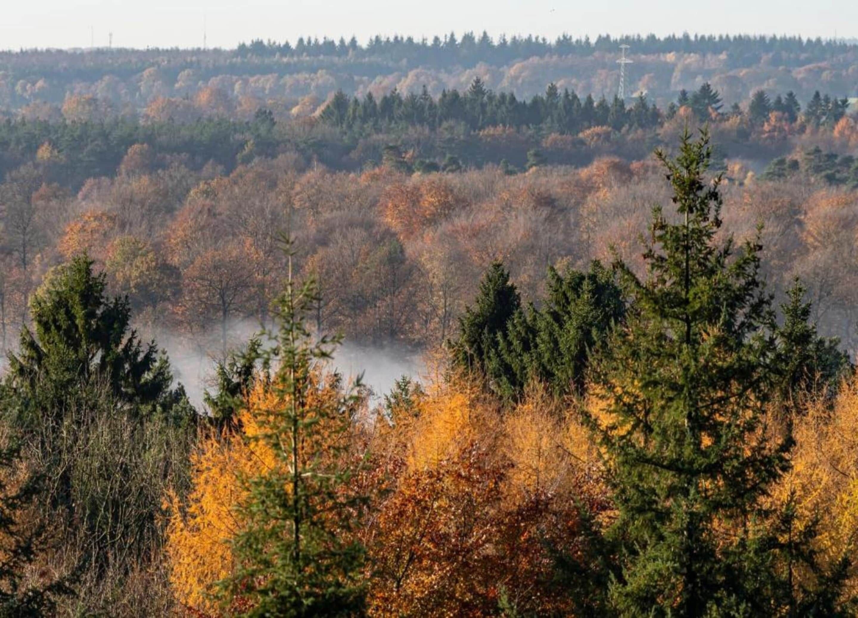 A forested landscape with dense trees and a misty background.
