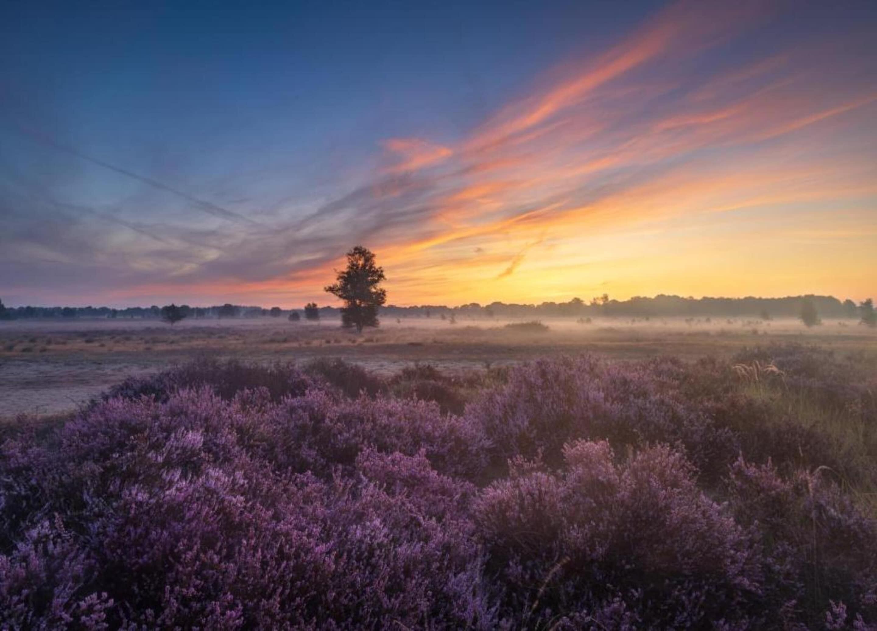 A landscape with a solitary tree and purple heather in the foreground.