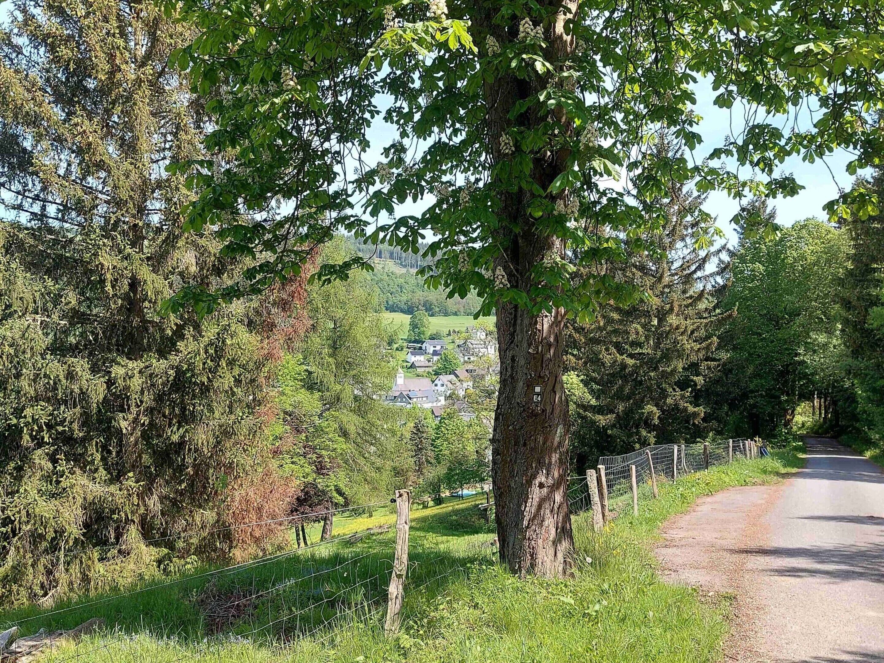 Ein ländlicher Weg, gesäumt von Bäumen und einem Zaun, der zu einem Dorf in der Ferne führt.