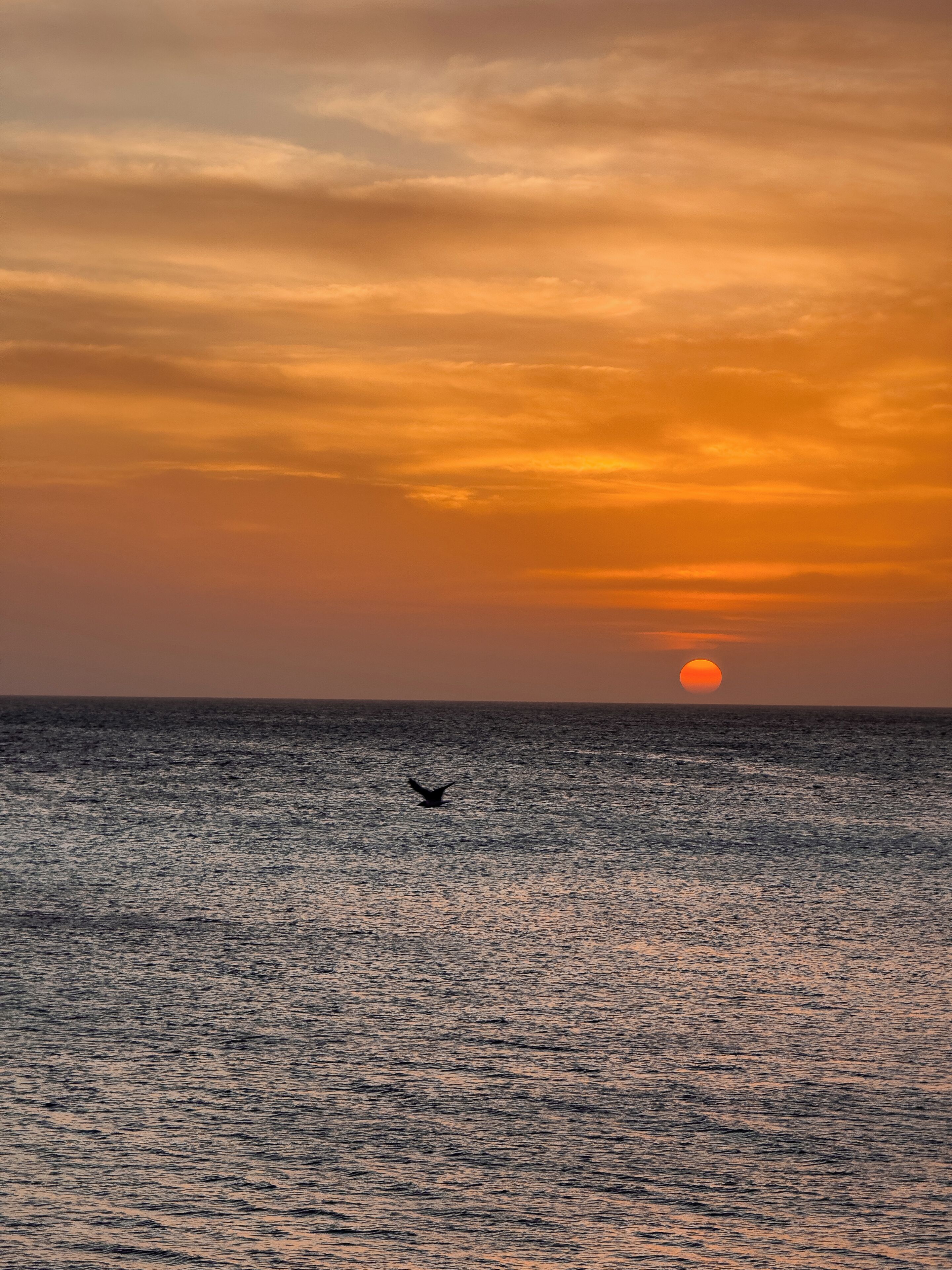 Un coucher de soleil sur une mer calme, avec la silhouette d’un oiseau en vol.