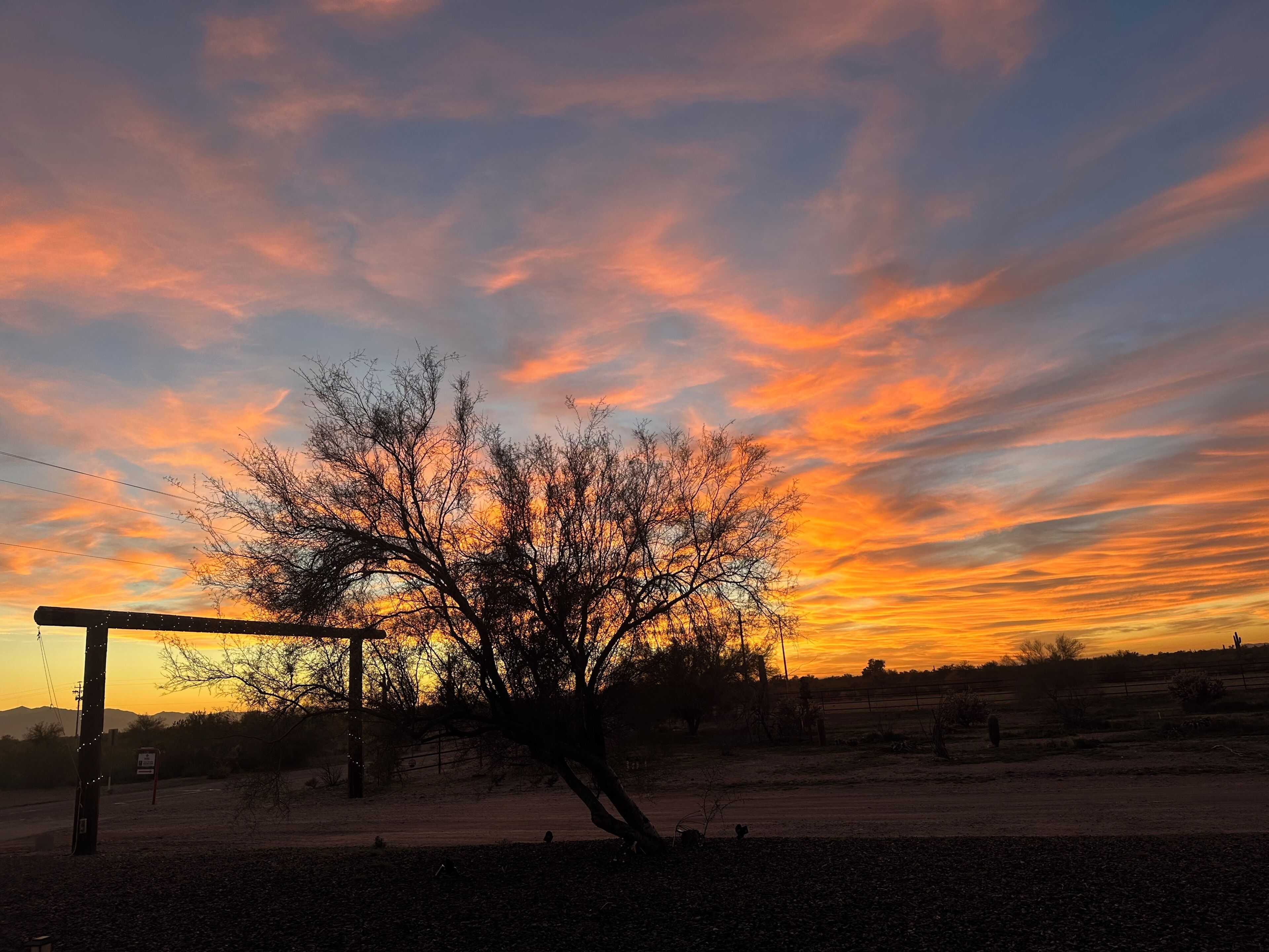 A tree in a rural setting with a sunset sky.